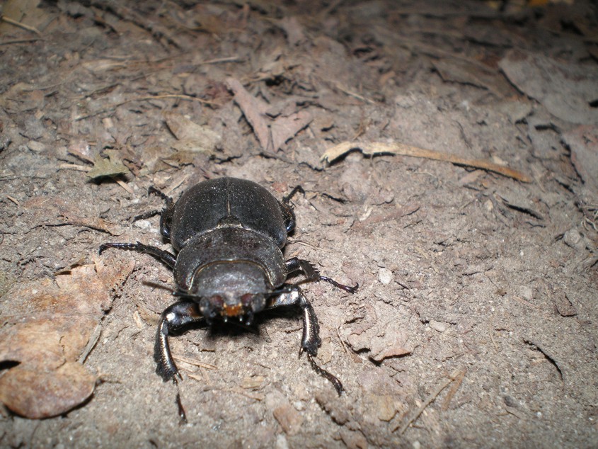 femmina di Lucanus tetraodon